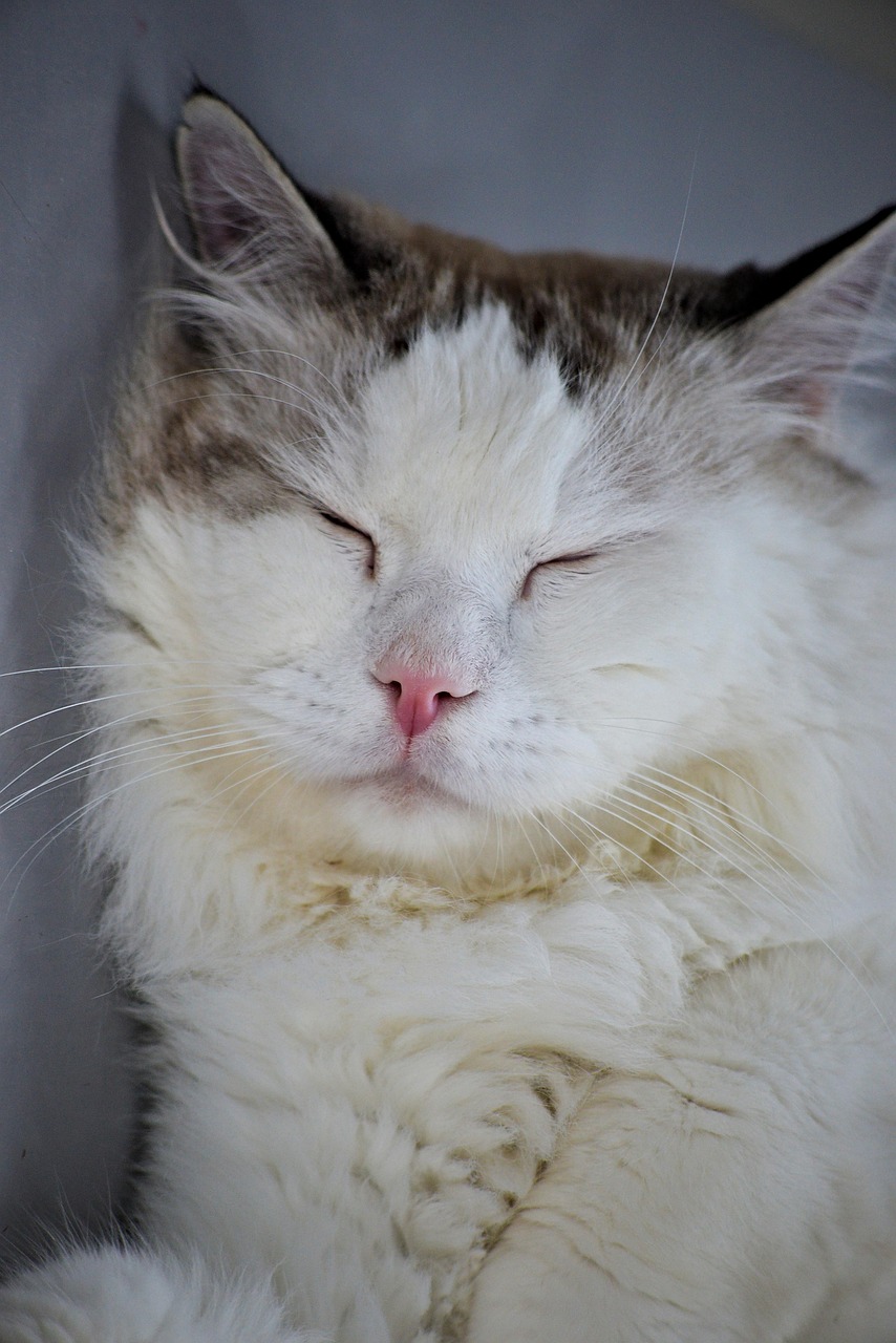Cat Breed Sleeping Blue Eyes Free photo on Pixabay Pixabay