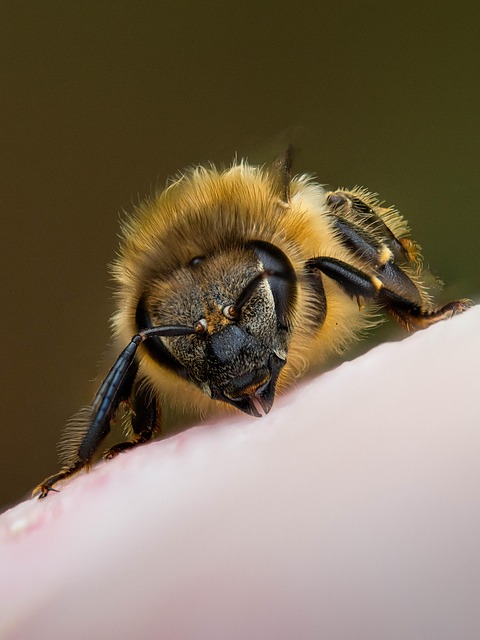 Free Bee Honey Bee photo and picture