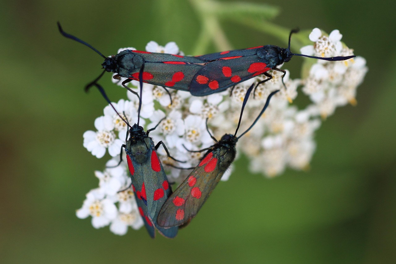 Burney Insect Burnet Butterfly Insect Close - Free photo on Pixabay - Pixabay