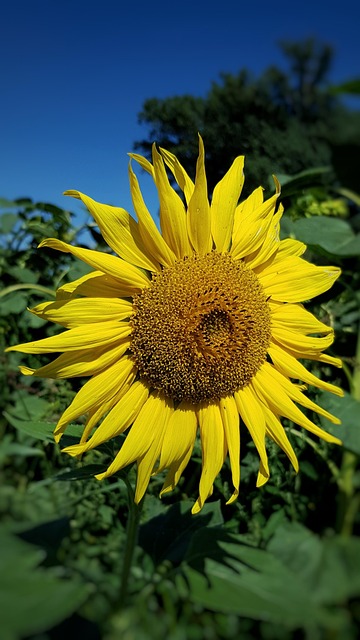Free Sunflower Flower photo and picture