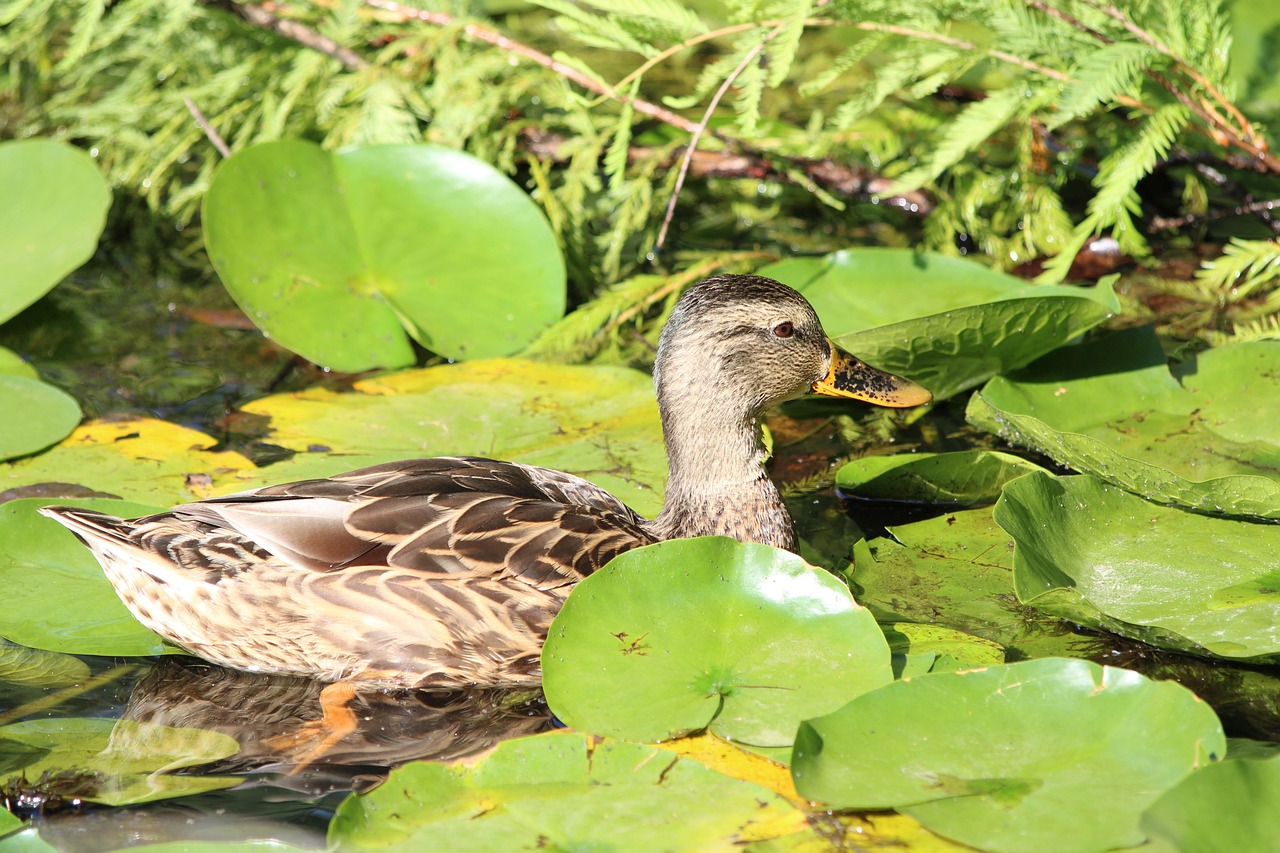 Duck Pond Lily Pads Free photo on Pixabay Pixabay