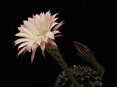 Echinopsis, Kaktus, Blüte, Pflanze