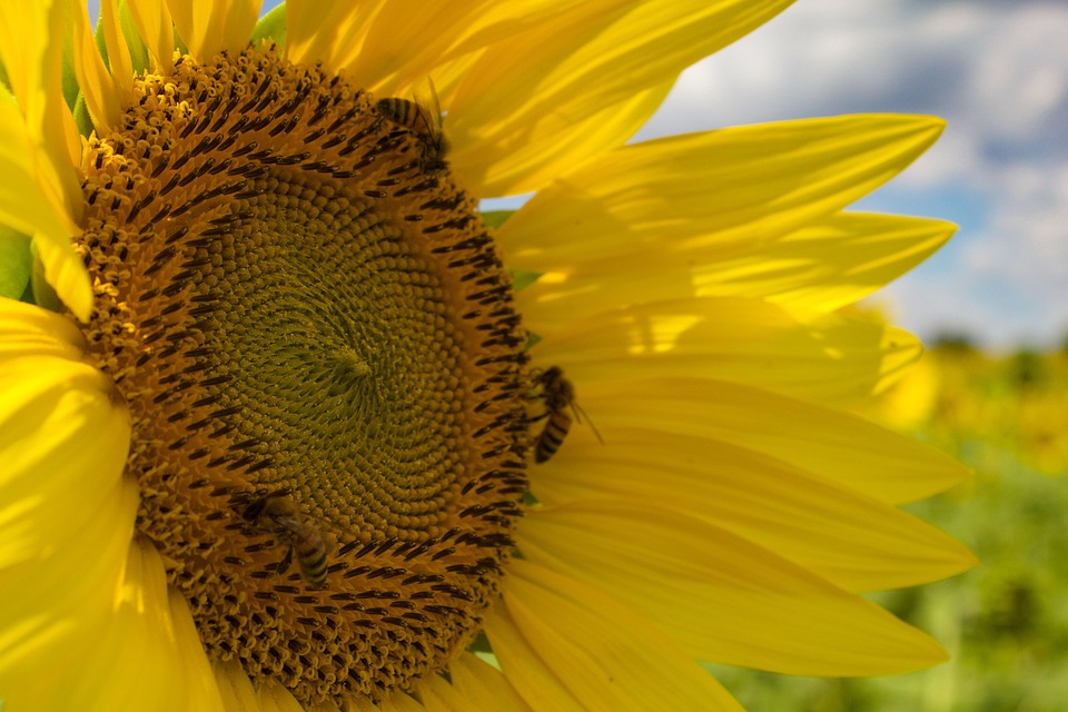 Sunflower Flower Plant Yellow - Free photo on Pixabay - Pixabay