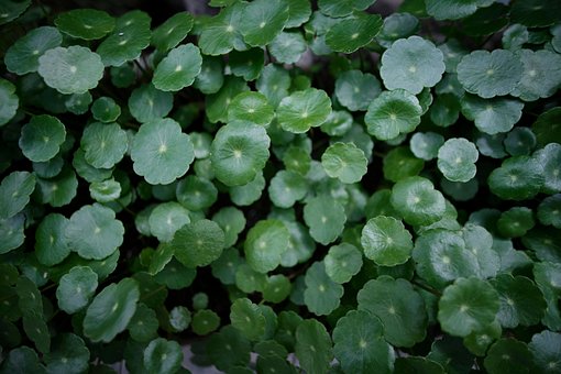 Free Plant Potted Plants photo and picture