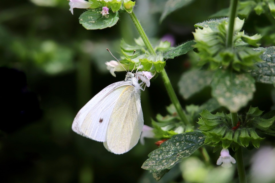 White Color Insect White Butterfly Insect - Free photo on Pixabay - Pixabay