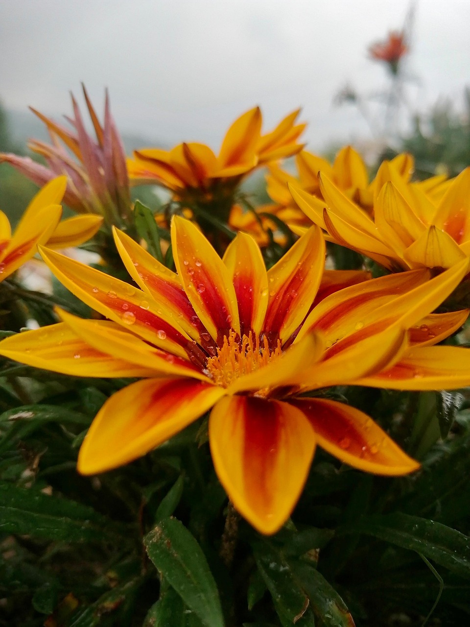 Gazania Rigens Fleur Plantes - Photo gratuite sur Pixabay - Pixabay