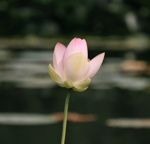 Flower Lotus Blooming Pink - Free photo on Pixabay - Pixabay