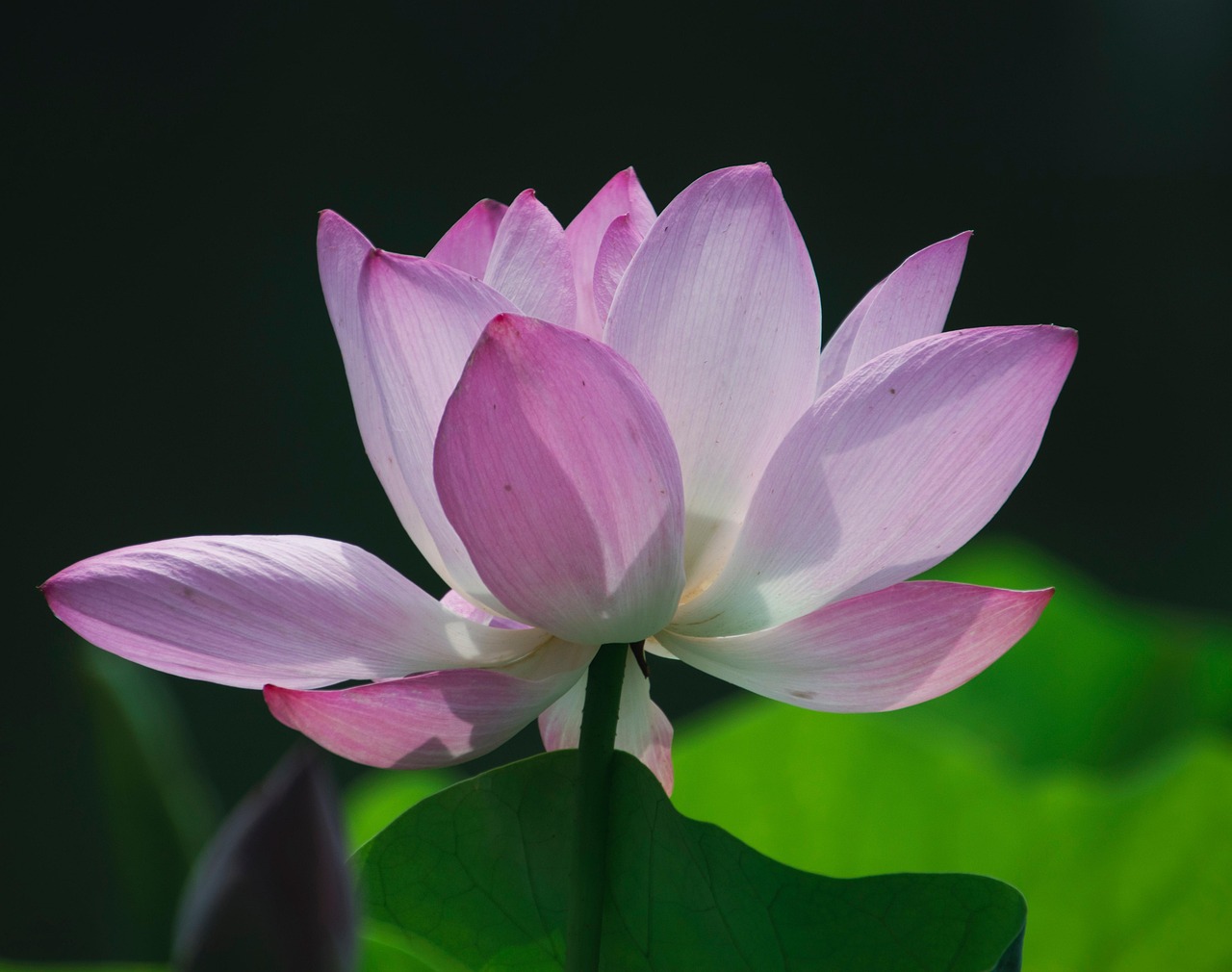 Flor Loto De - Foto gratis en Pixabay - Pixabay