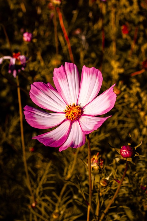 feathery-cosmos-