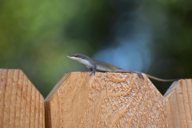 Free Lizard Gecko photo and picture