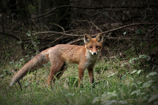 Free Fox Young Fox photo and picture