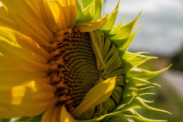 Girasol, Flor, Macro, Naranja, Amarillo