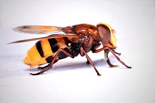 Volucella Zonaria, Sršeň Pestrá