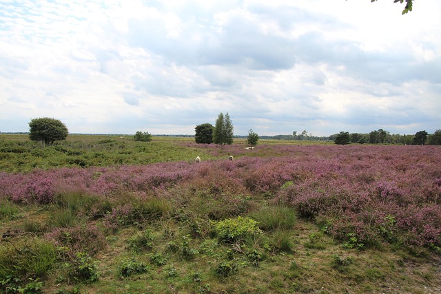 Free Netherlands Heather photo and picture