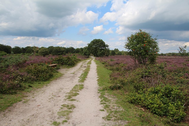 Free Netherlands Heather photo and picture