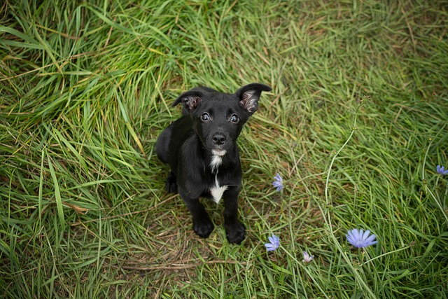Cachorro, Bicho De Estimação
