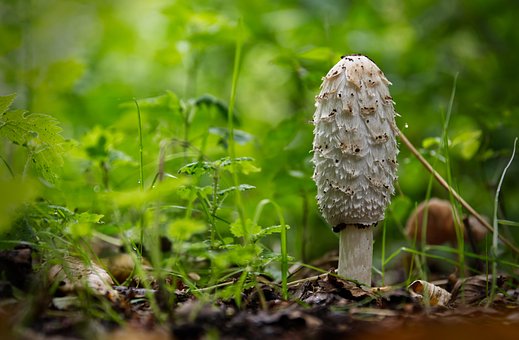 Free Mushroom Nature photo and picture