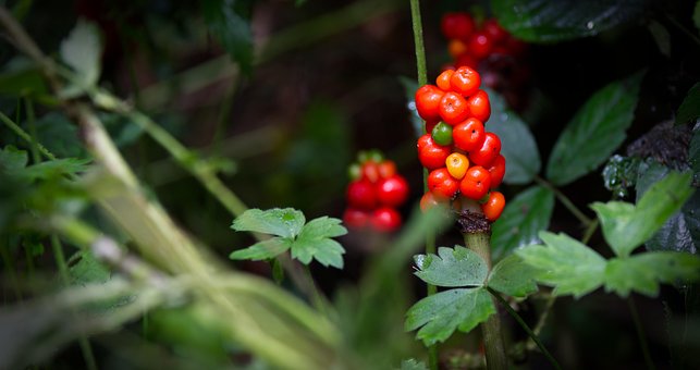 Free Berry Poisonous photo and picture
