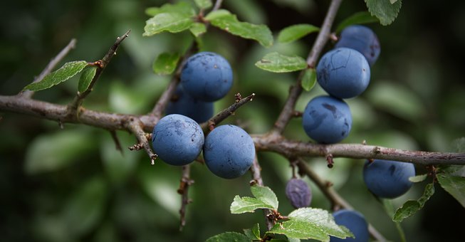 Free Berry Blueberries photo and picture