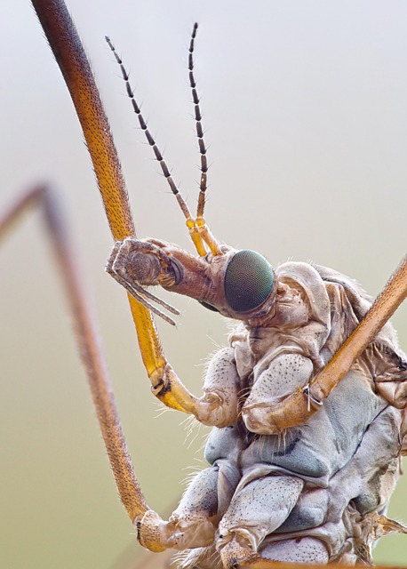 Kranich Fliegen, Tipulidae, Insekt, Pest