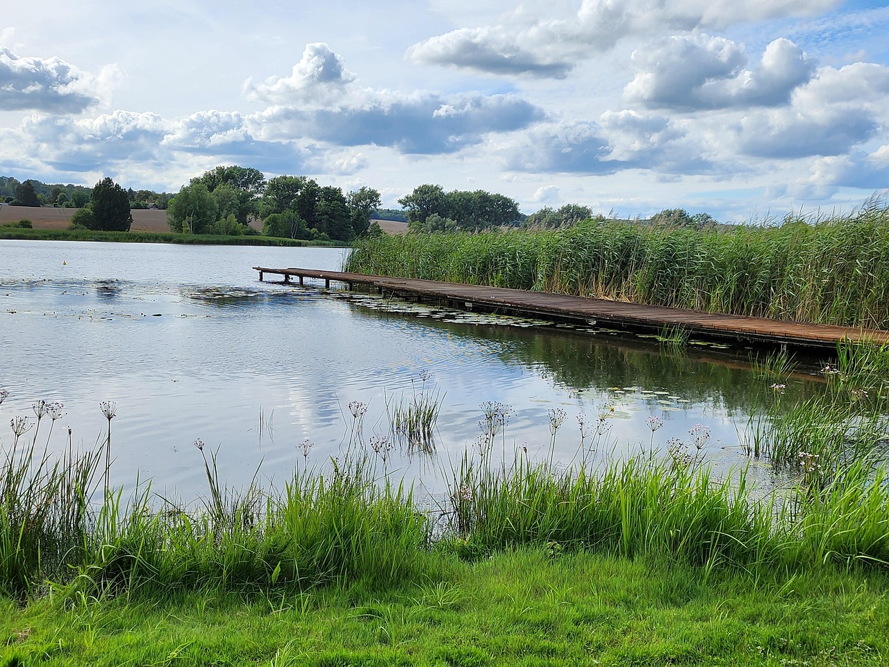 Lake  Reed Free photo on Pixabay Pixabay