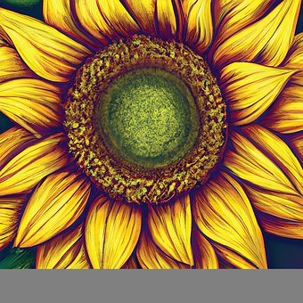 Girassol, Flor, Natureza, Verão, Pétalas
