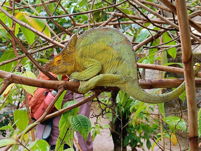 Free Camouflage Nature photo and picture