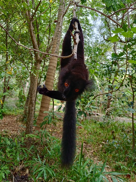 Free Lemur Mammal photo and picture