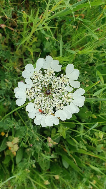 Flor, Erro, Parque, Natureza, Erva