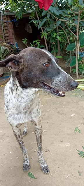Free Dog Pet photo and picture