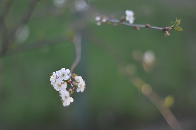 Knop, Natur, Blomst, Forår, Plante, Gren