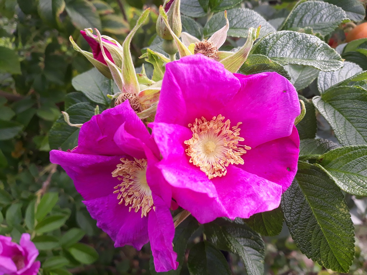 Rose Rosas Flores Foto Gratis En Pixabay Pixabay rose-rosas-flores-foto-gratis-en-pixabay-pixabay