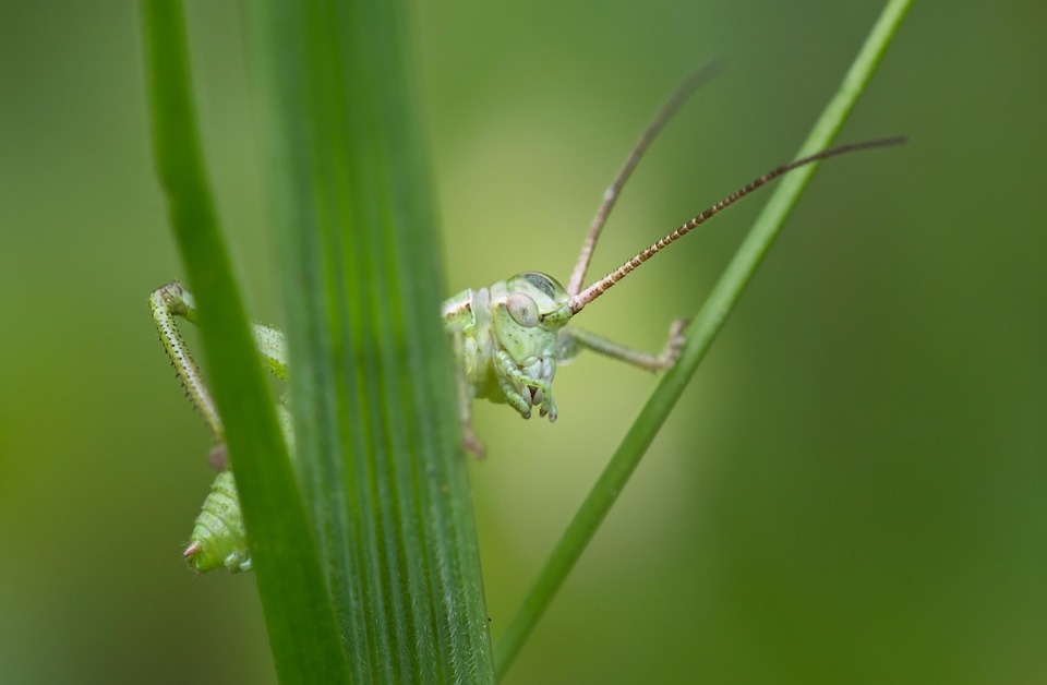 Insect Antennae Free photo on Pixabay Pixabay