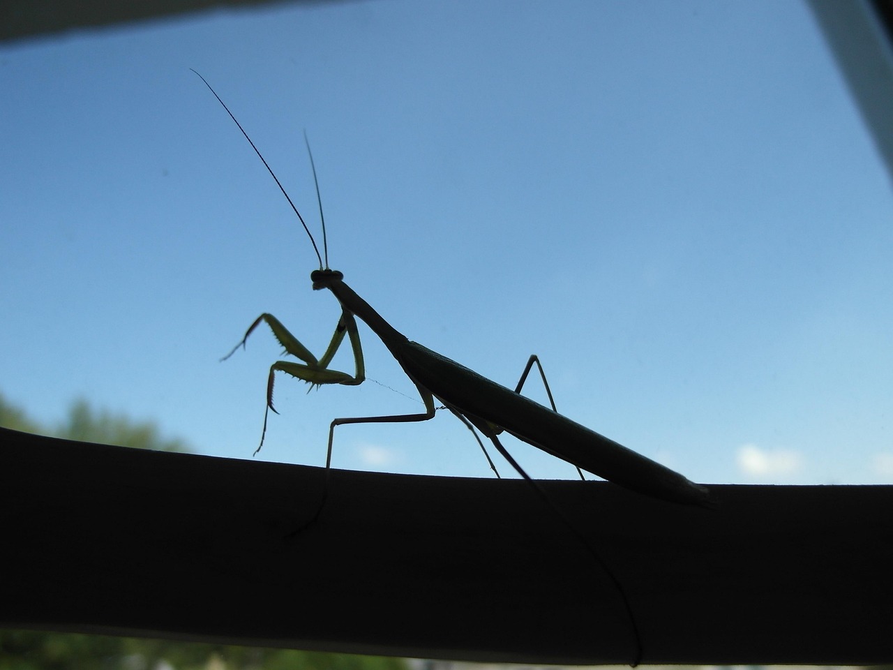 Mane Insecte Mante Insecte Fait - Photo gratuite sur Pixabay - Pixabay