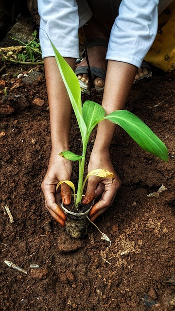 Free Farming Banana photo and picture