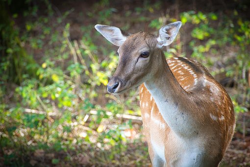 Free Deer Fawn photo and picture