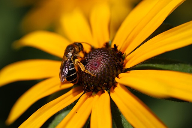 Bi, Honning, Blomst Baggrund, Natur