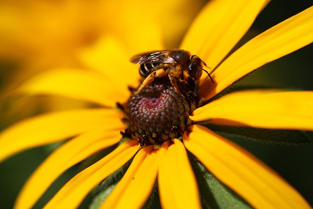 Bi, Blomst Tapet, Natur, Honning