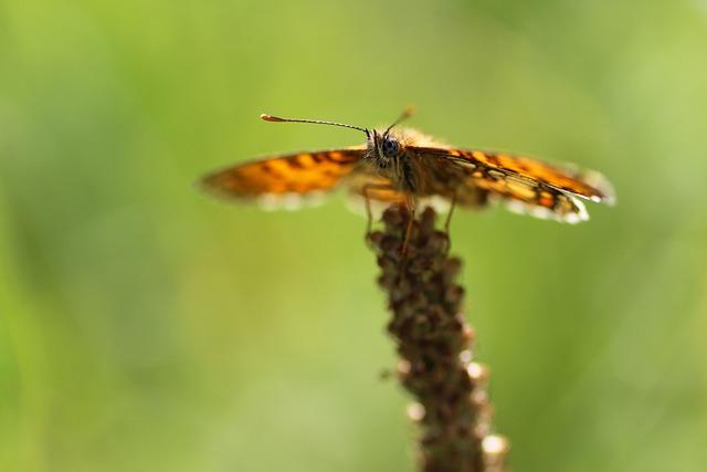 Sommerfugl, Insekt, Natur, Græs, Sommer