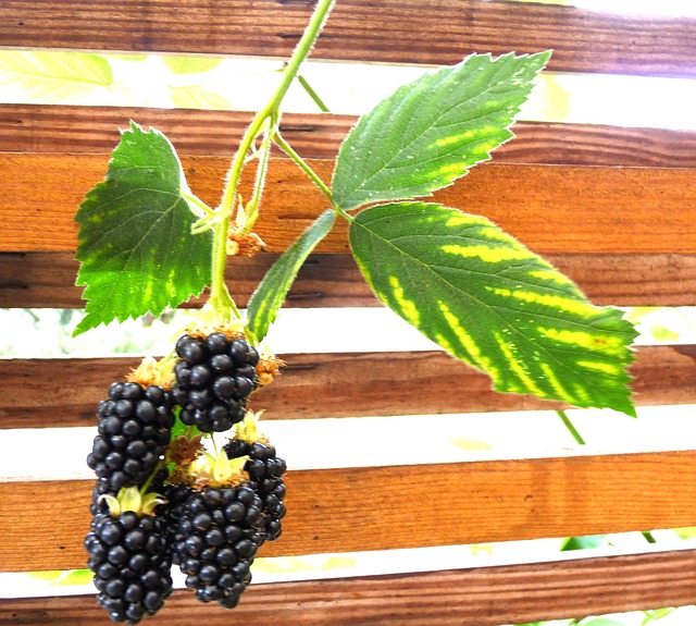 Leaf Blackberries Grape Free photo on Pixabay Pixabay