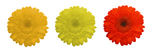 Bunga-Bunga Bunga Aster Gerberas - Gambar gratis di Pixabay - Pixabay
