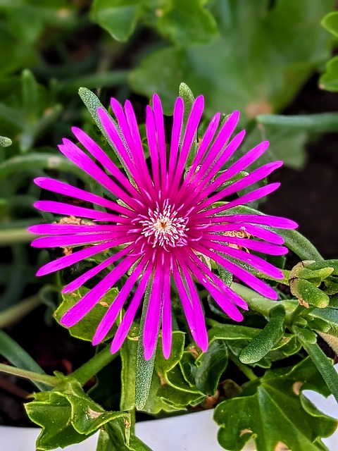 Free Real Flower photo and picture