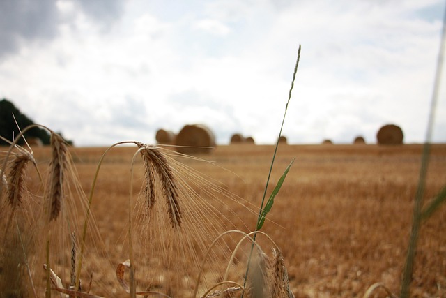 Free Agriculture Straw Bales photo and picture