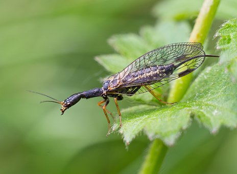 Schlangenfliege, Raphidioptera