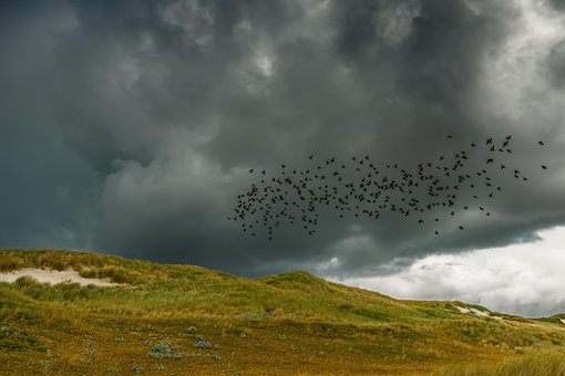 Zomer Onweer, Zwerm Vogels, Storm
