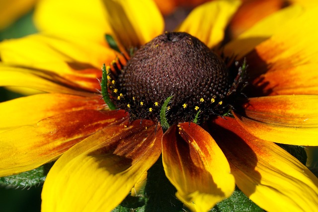 Free Flower Nature photo and picture