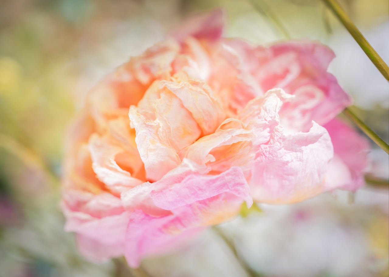 Flor Flora Rosa - Foto gratuita no Pixabay - Pixabay