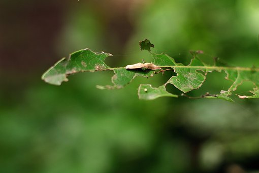Free Leaf Plant photo and picture