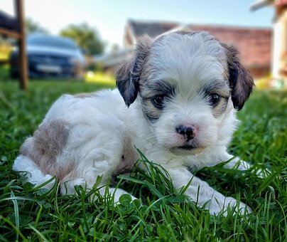 Hond, Puppy, Dier