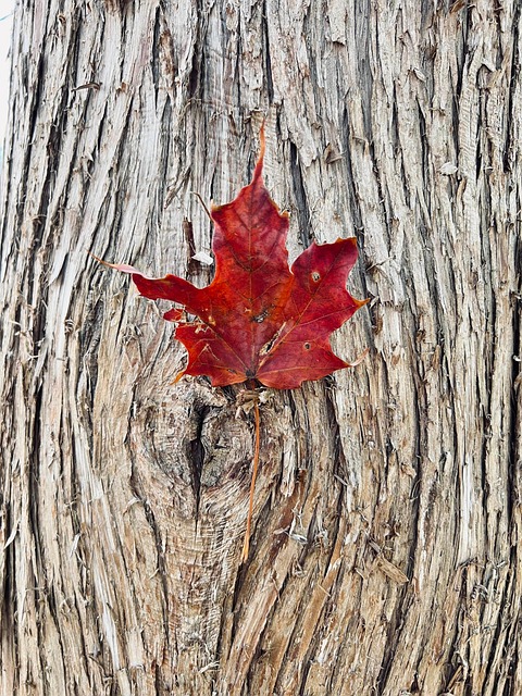Free Fall Red photo and picture